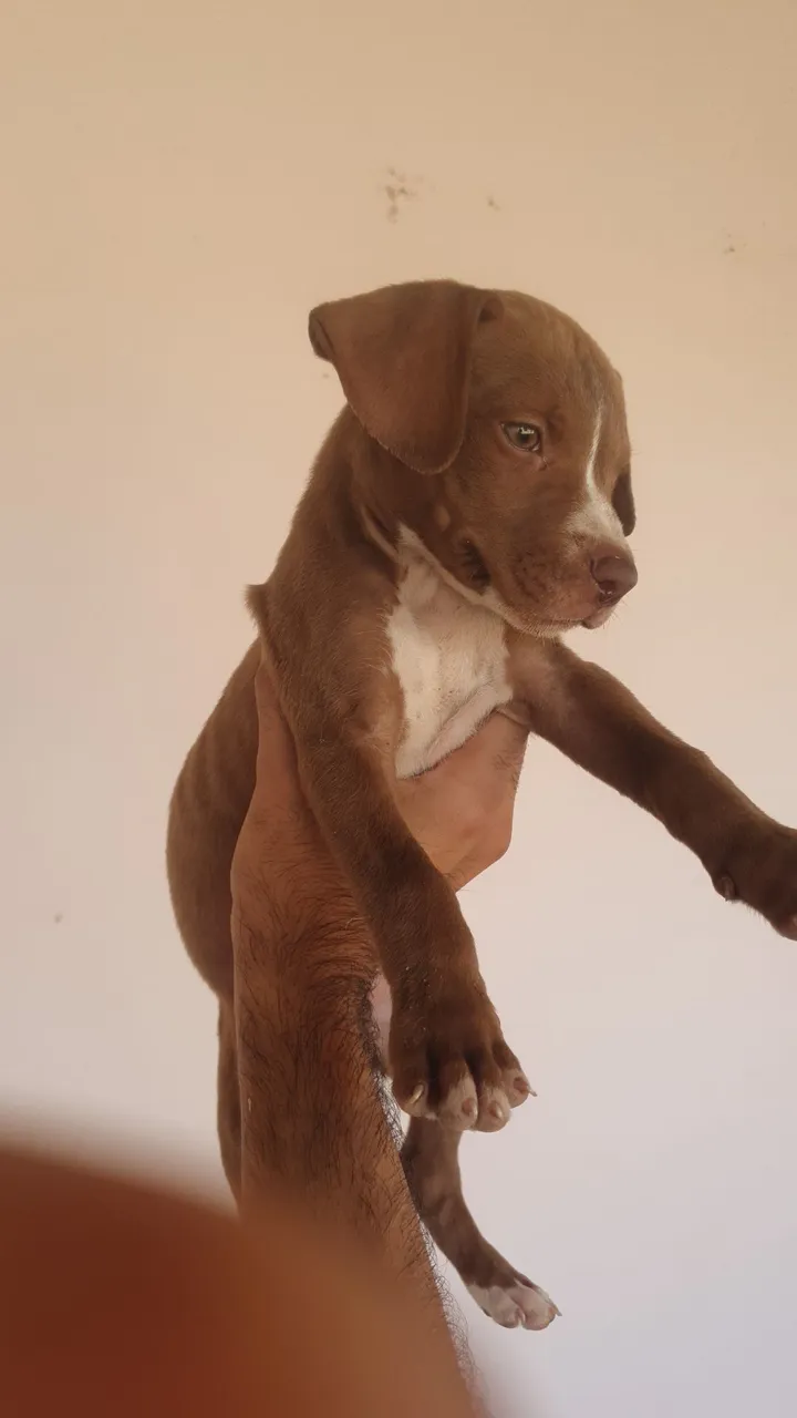 Filhotes de pitt Bull moster