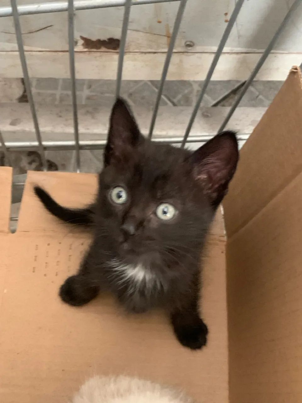 Gatinho Preto para Adoção