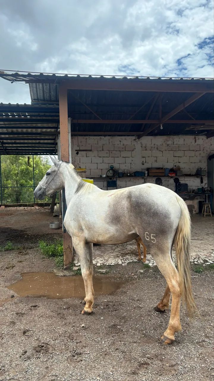 Egua potra mangalarga  - Foto 3