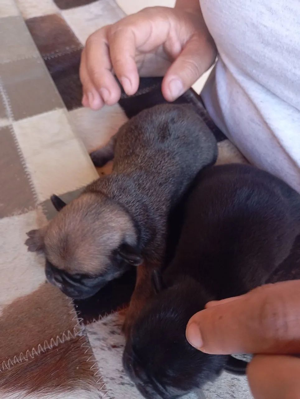 Filhotes de Pug fêmea  - Foto 5