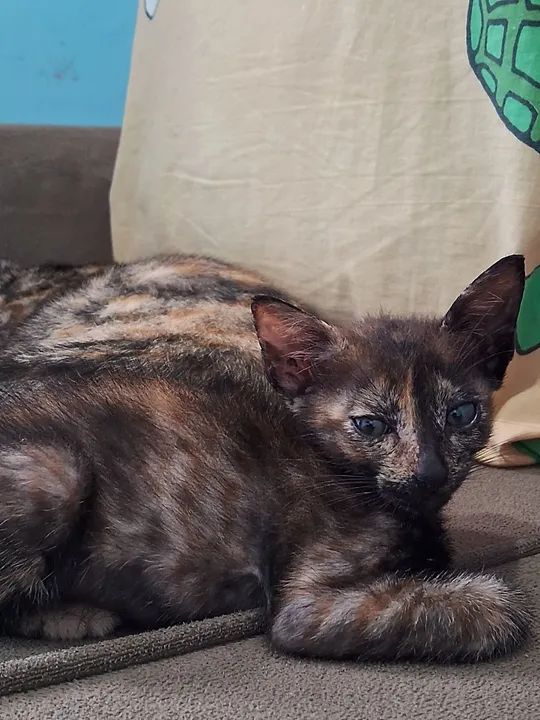 Três gatinhos fofinhos para adoção - Foto 3