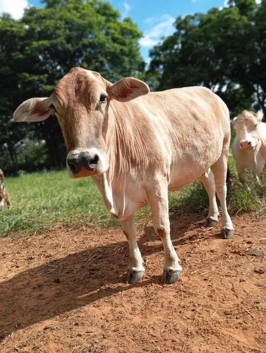 Vaca mestiça Nelore  - Foto 4