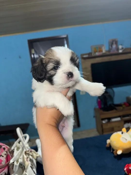 Shihtzu a venda 