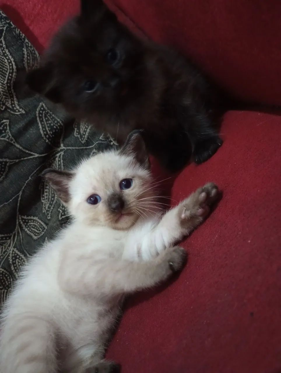 Gatinhos fofos Raça Bombaim  - Foto 3