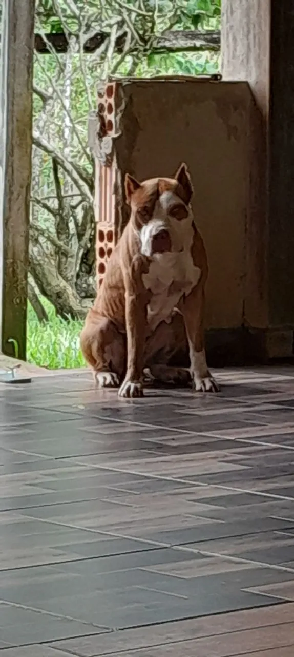 Pitbull fêmea a venda
