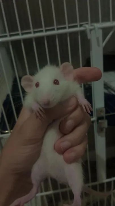 FILHOTES DE RATO TIWSTER  - Foto 4