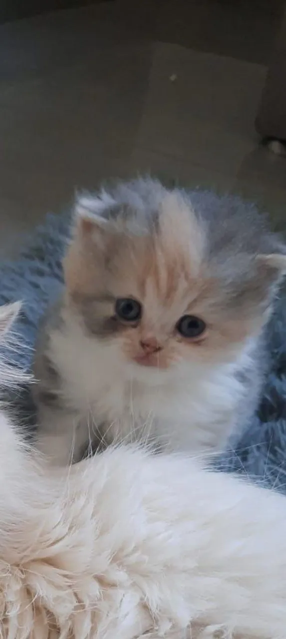 Filhote de Gata Persa Tricolor Fêmea