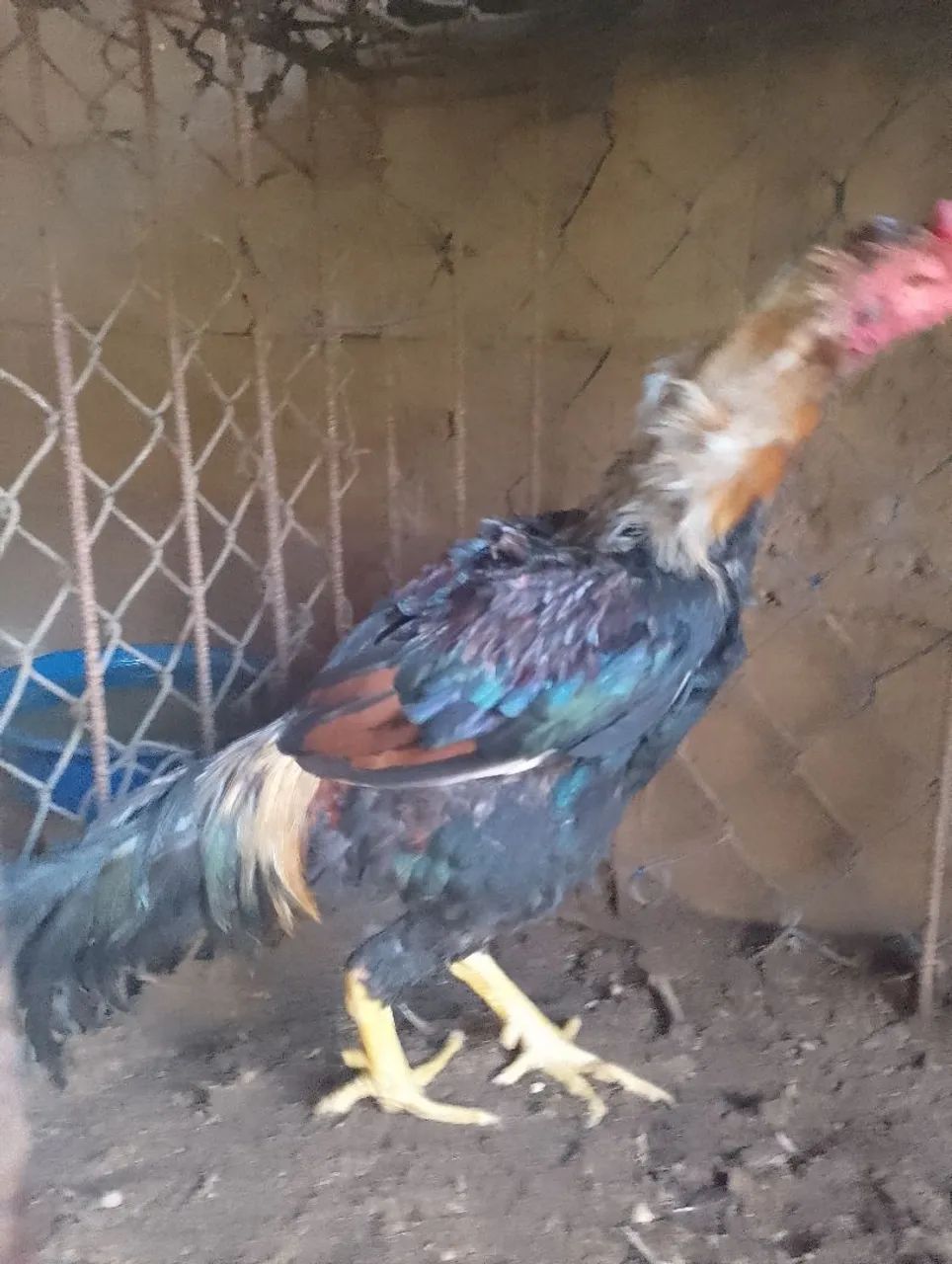 Galo  - Foto 4