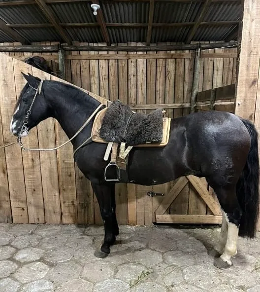 Cavalo crioulo castrado à venda