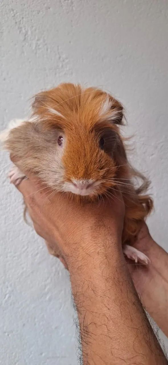 Porquinho da Índia Fêmea 