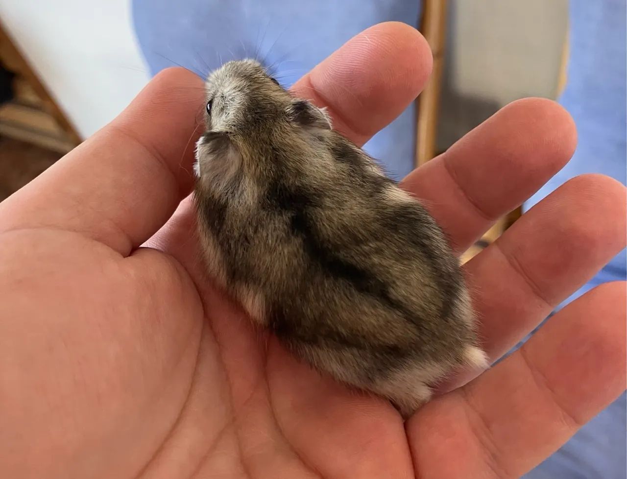 Dois filhotes de hamster anão muito mansos - Foto 4