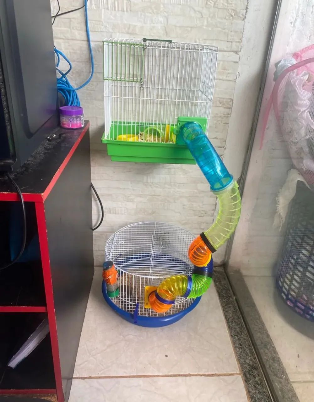 Vendo gaiola com 2 Hamster sírio fêmea 