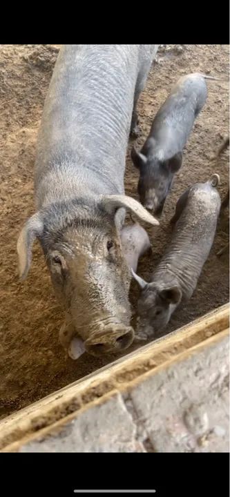 20 Porcos CAIPIRAS - Foto 4