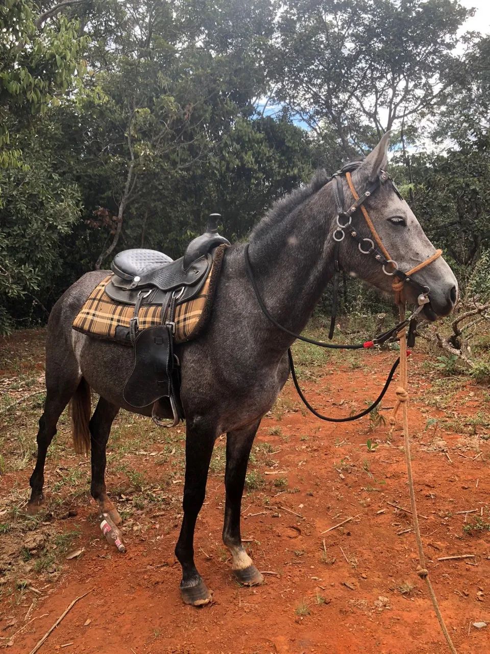 Vendo 2 égua e 1 cavalo - Foto 4