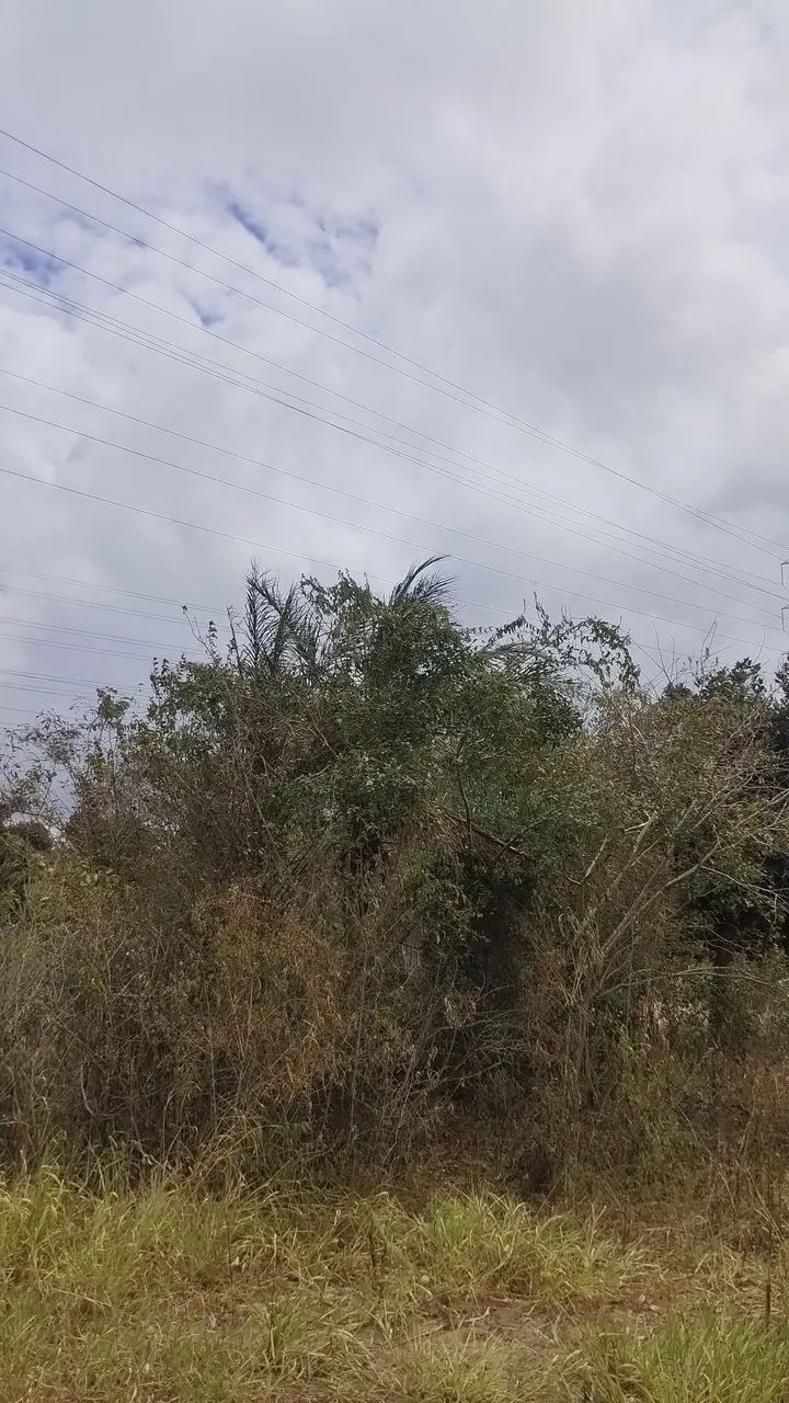  Sítio em Jenipapo com 0,8 hectare com escritura e registro público  - Foto 4