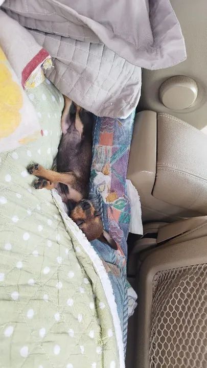 Troco por gato fêmea persa  - Foto 2