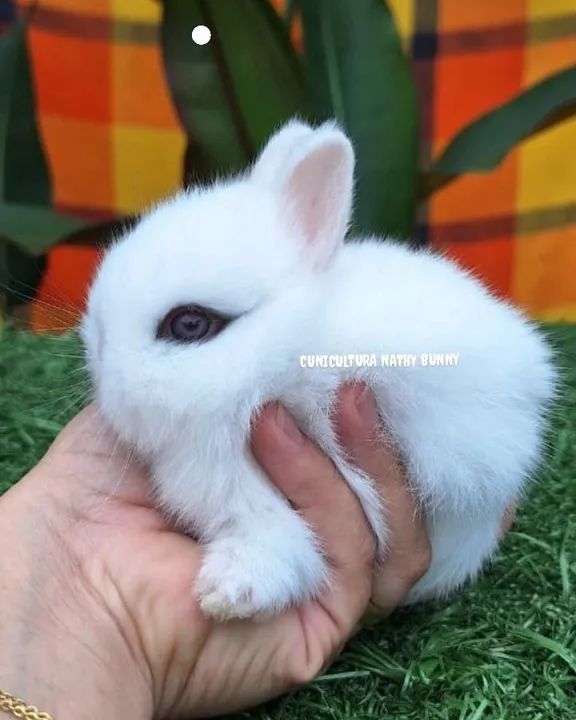 Netherland dwarf linhagem importada coelho anão 