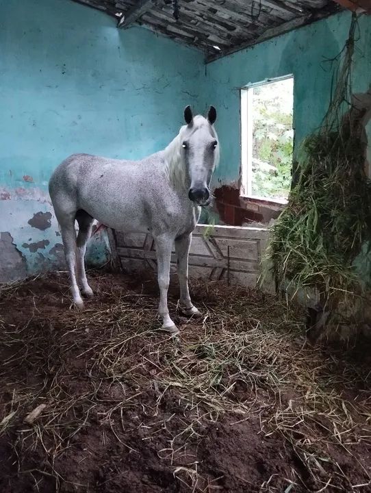 Cavalo russo de picado genuíno.