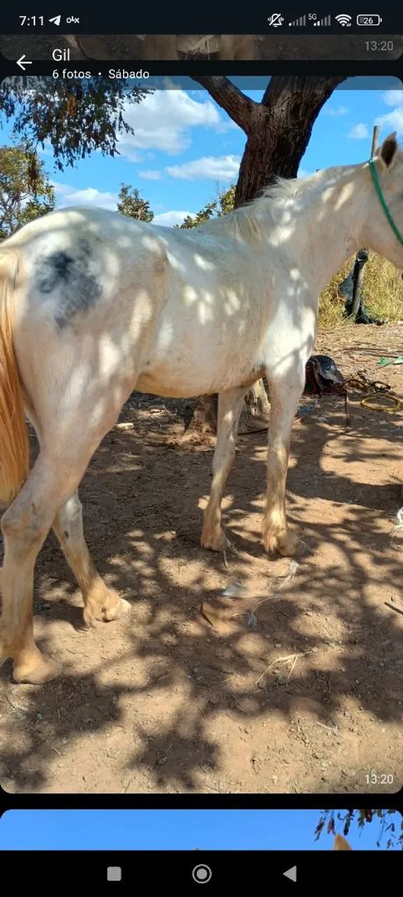 Égua nova e saudável. - Foto 2