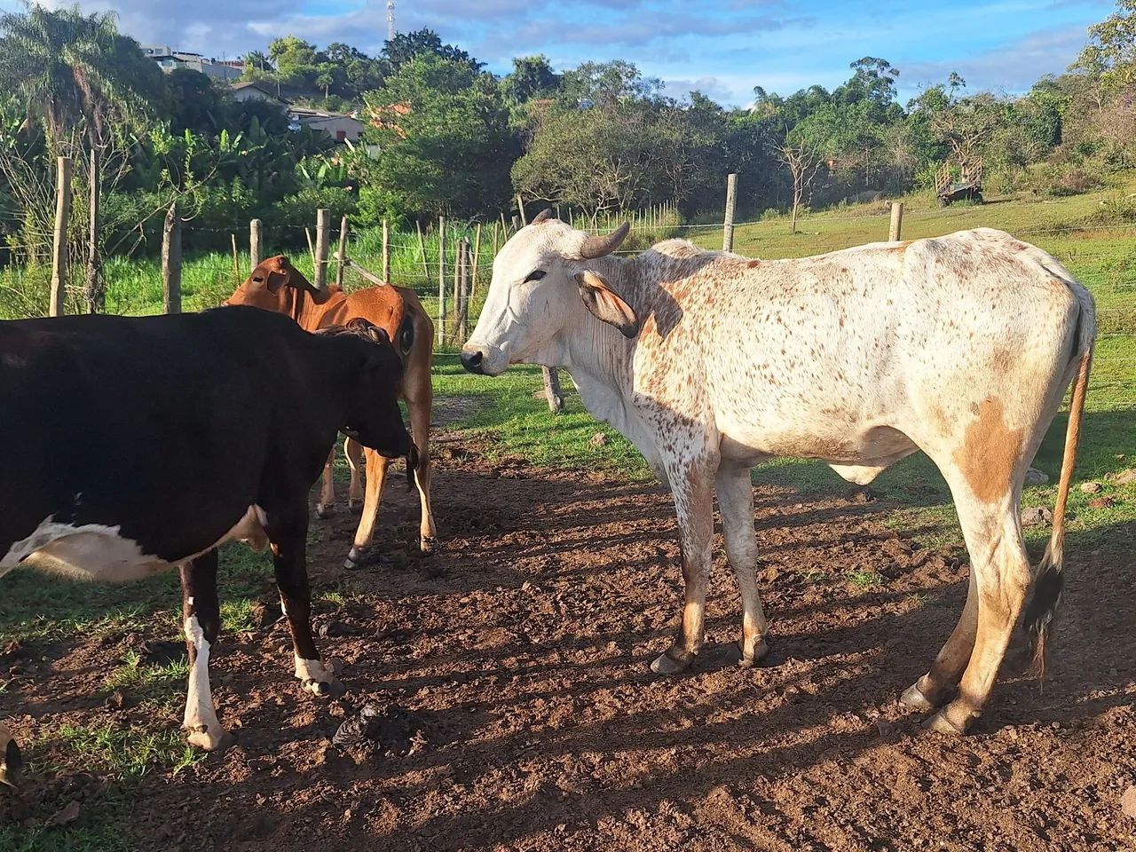 Vende-se um lote de gado urgente - Foto 5