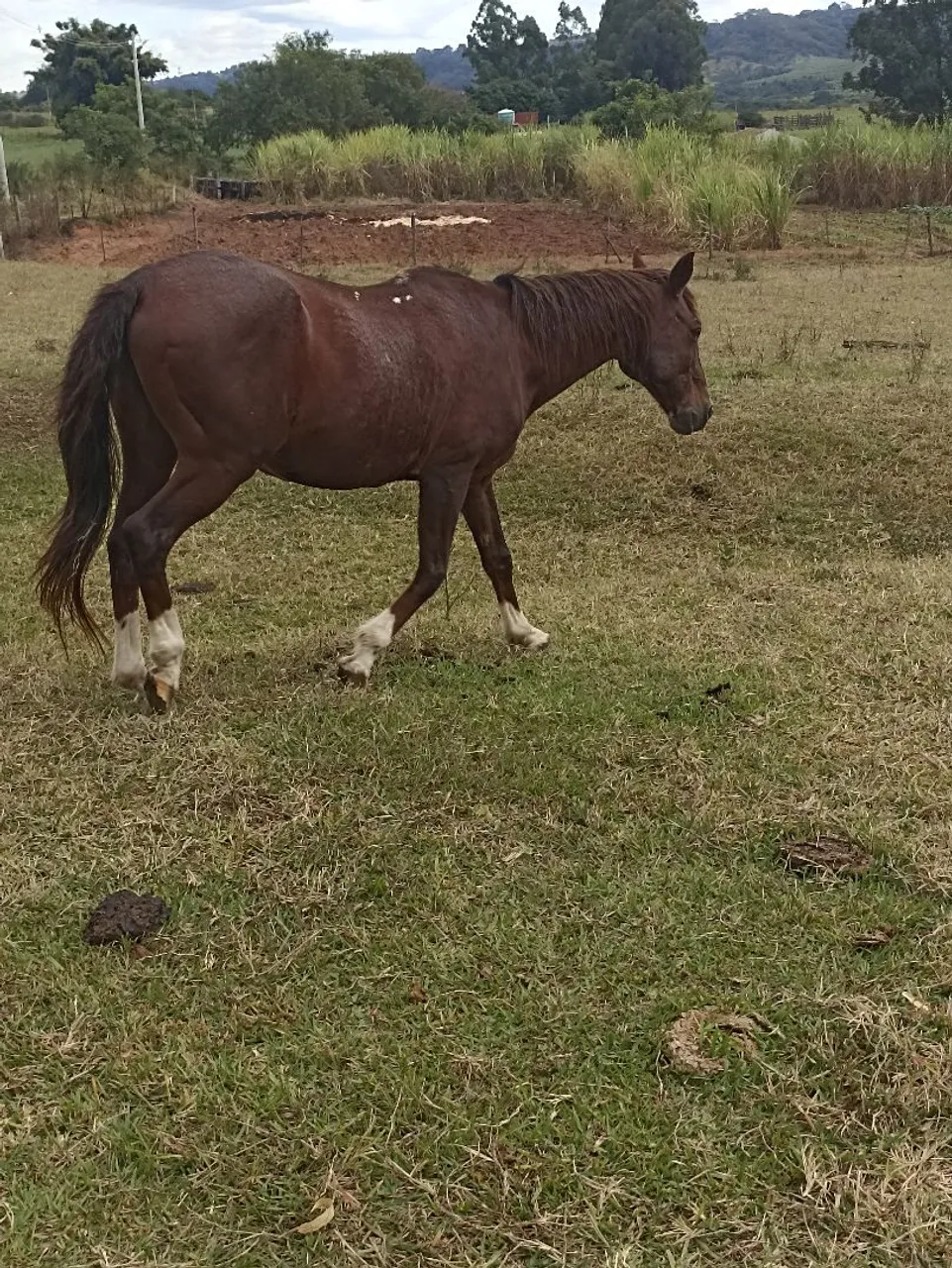 Cavalo para venda