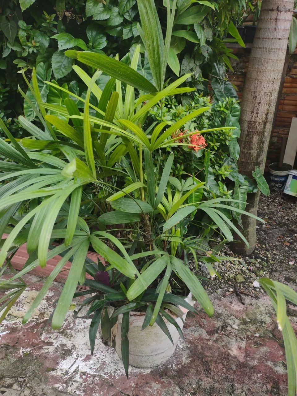Planta para decorações  - Foto 2