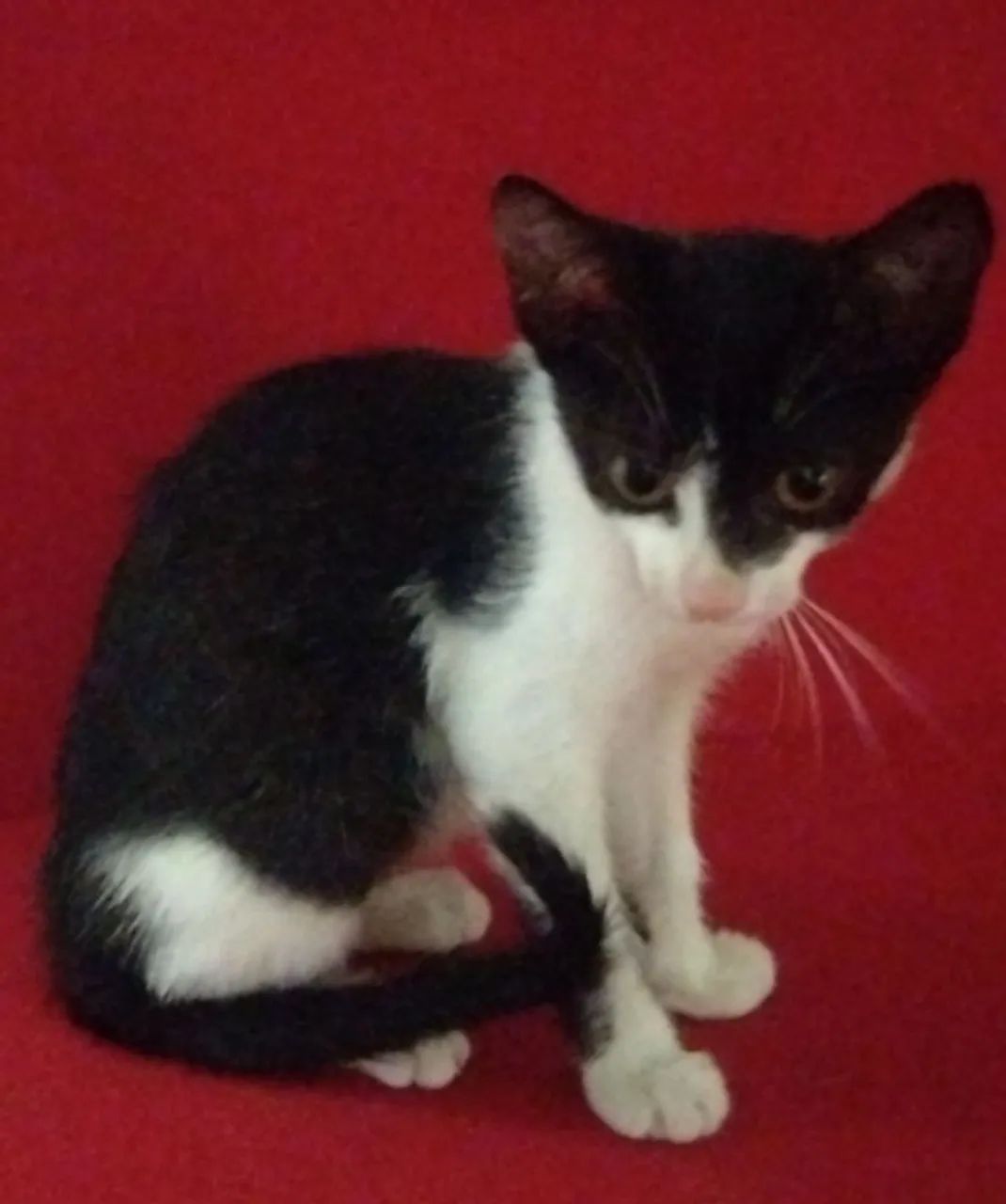 Gatos para adoção responsável  - Foto 4