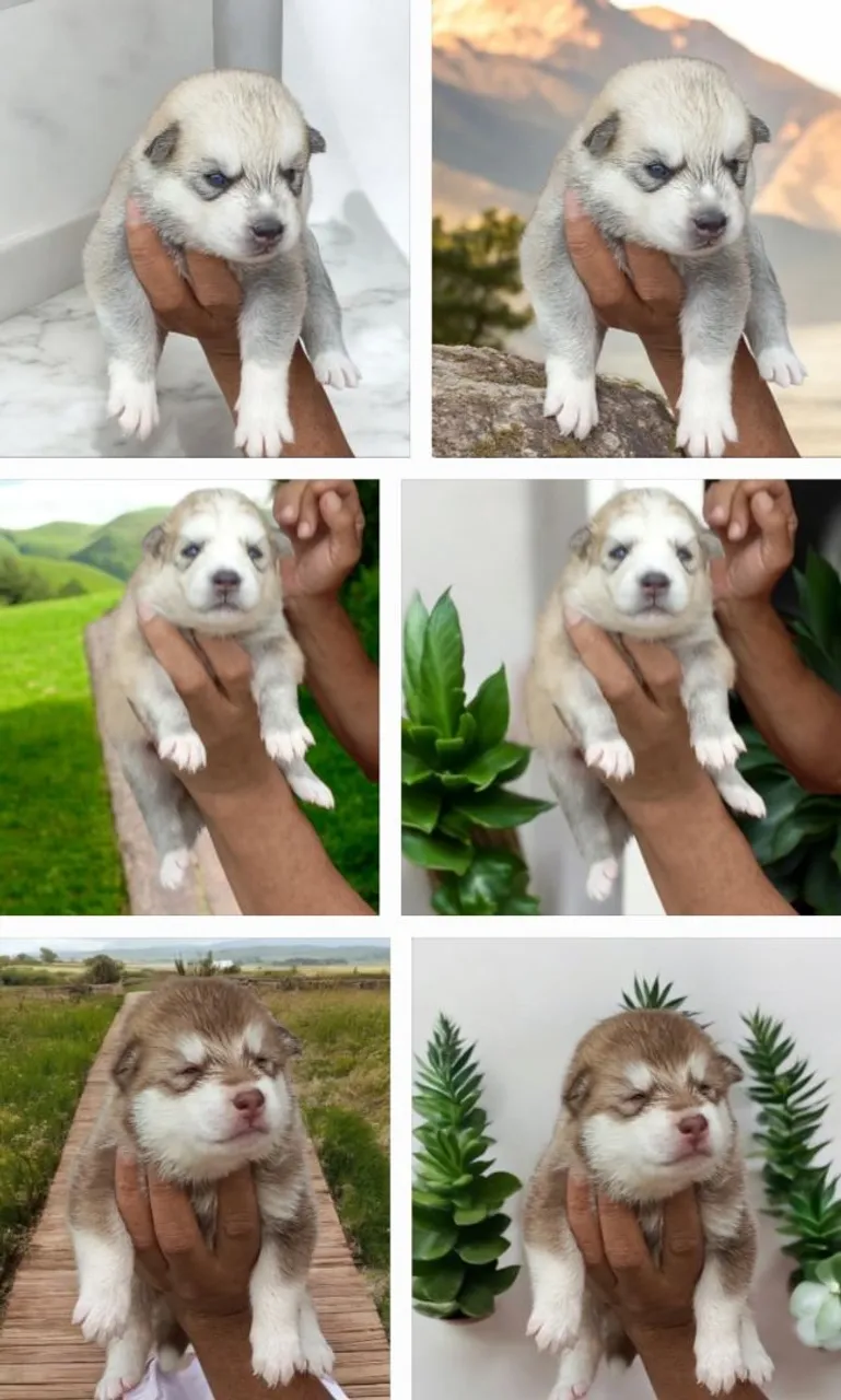 Filhotes de Husky Siberiano 