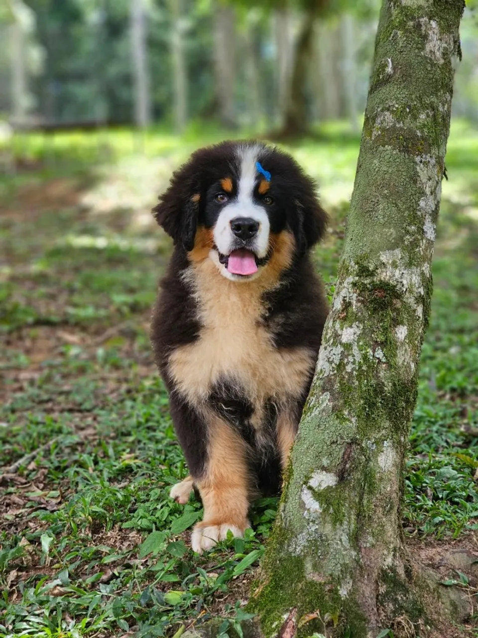 Bernese Mountain Dog | Criação Responsável