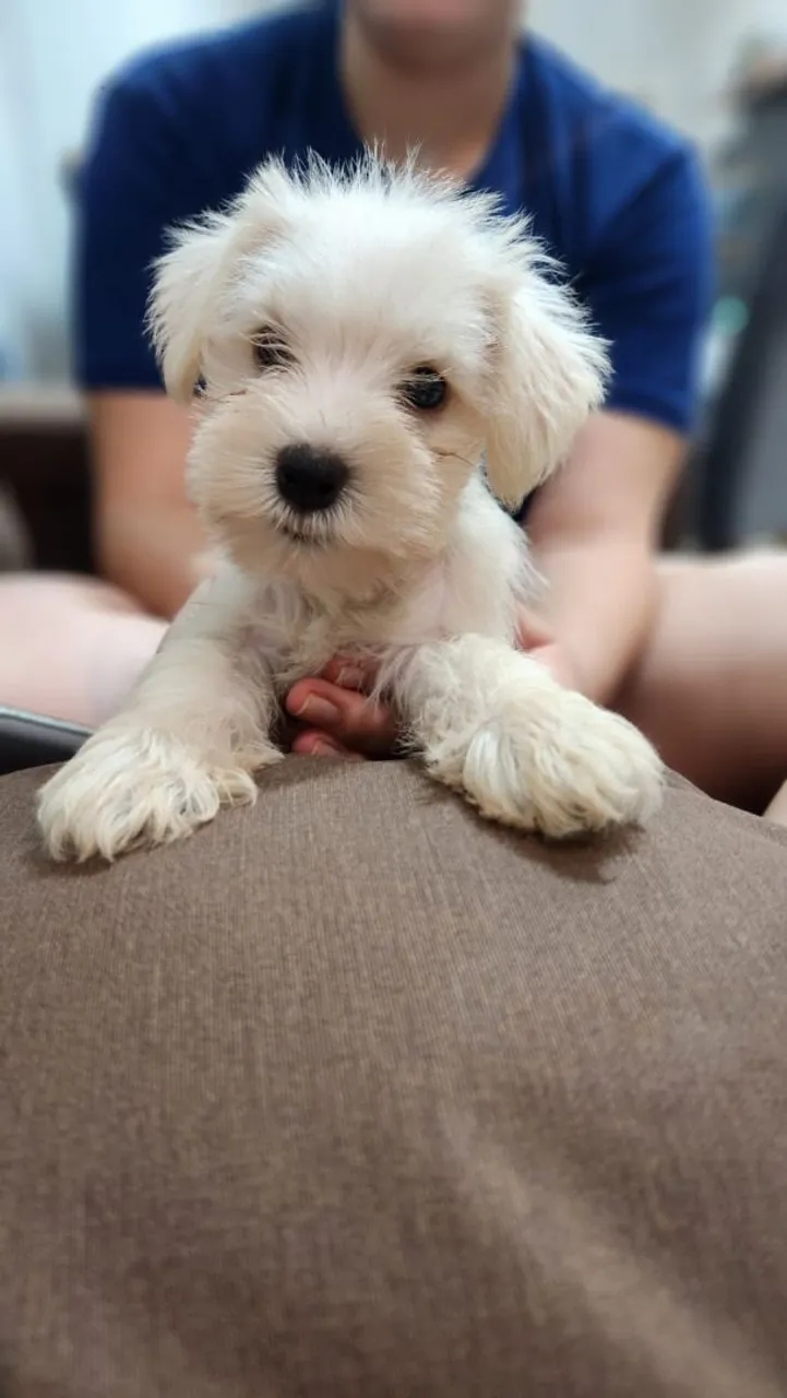 Filhotes de Mini Schnauzer 