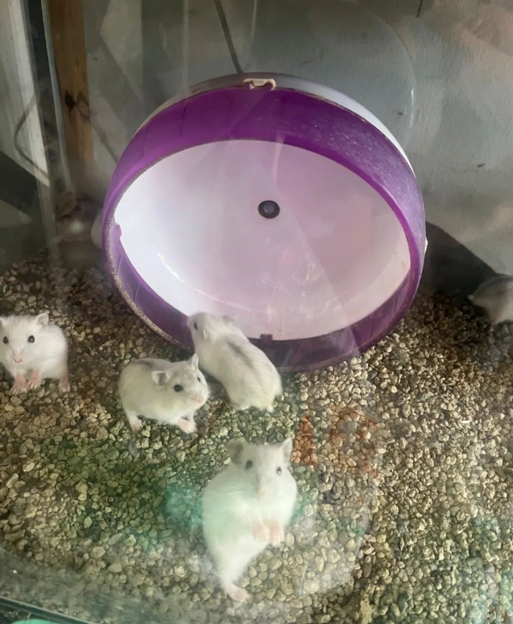 Hamster anão russo  - Foto 2