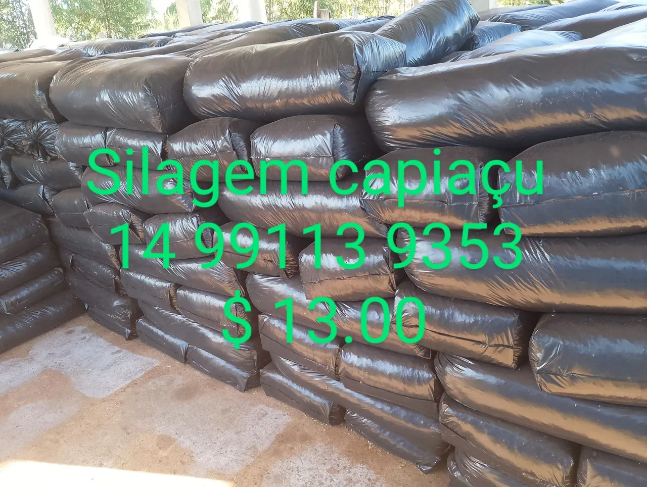 Silagem de Capiaçu - Qualidade e Preço Imperdível!