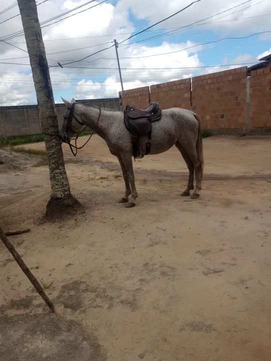 Égua mestiça de mangalarga 