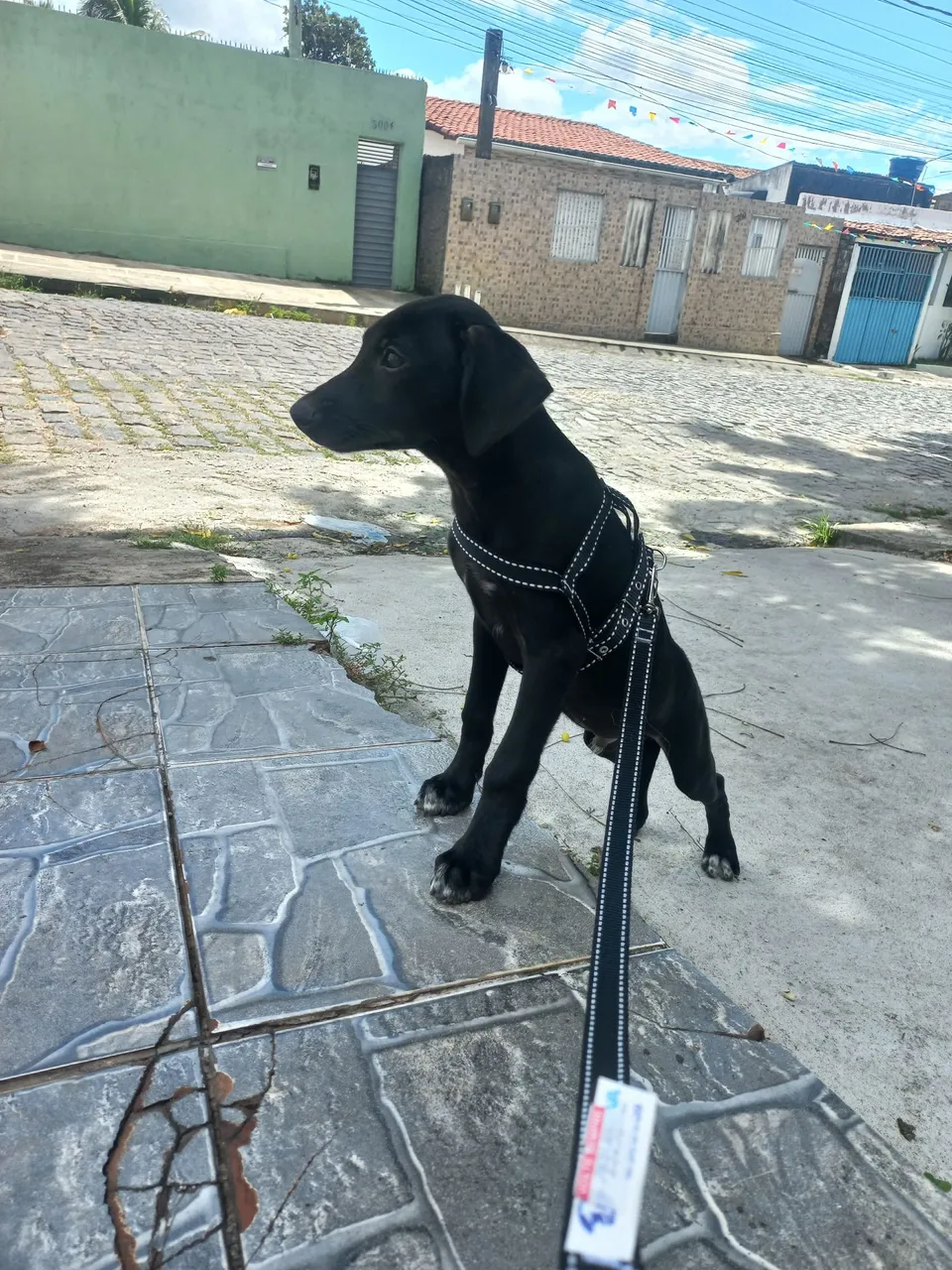 Filhote de Labrador Preto para Adoção