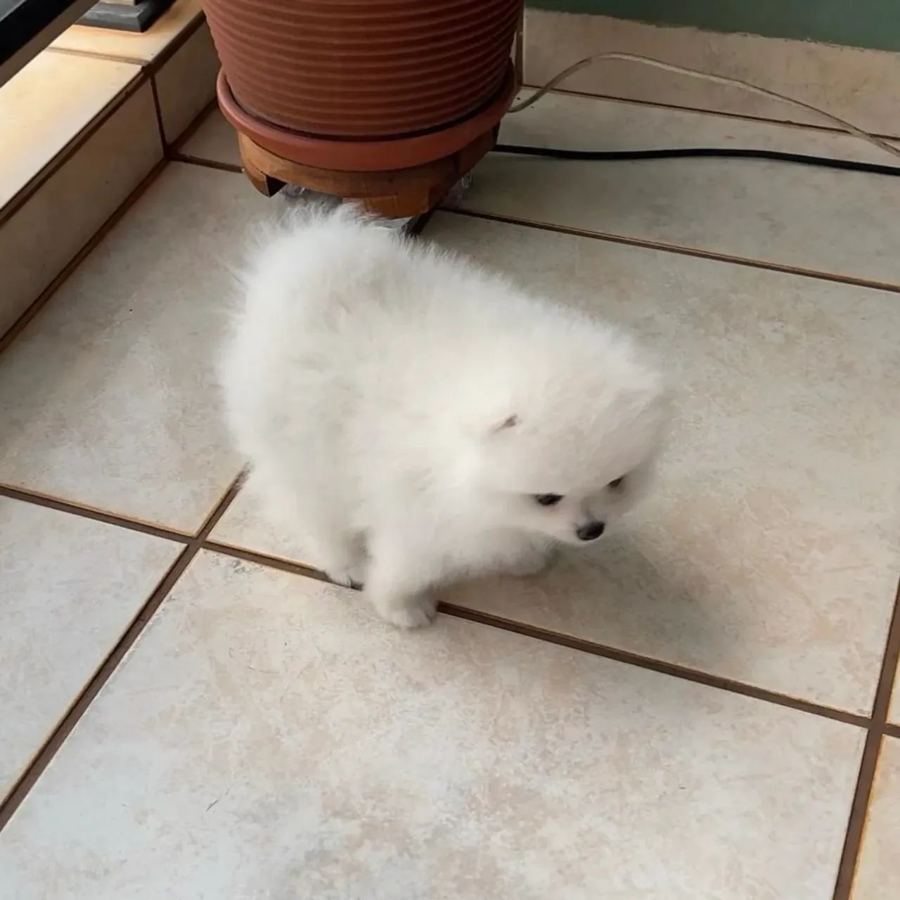 Filhote de Lulu da pomerania anã  - Foto 2