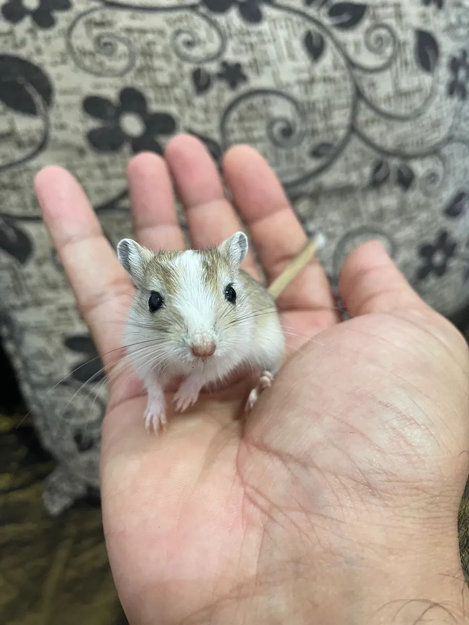 Gerbil 64313863796993121