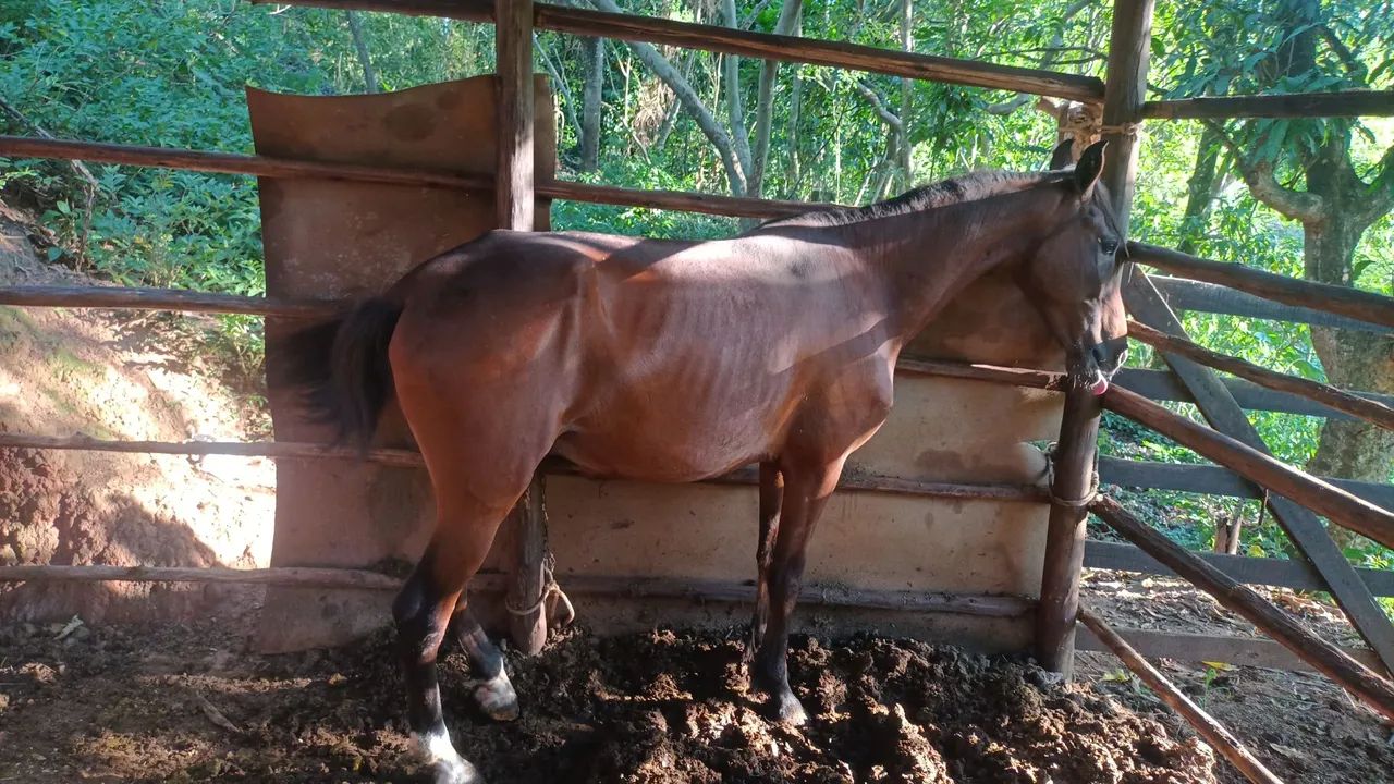 Cavalo Marcha Batida  - Foto 2