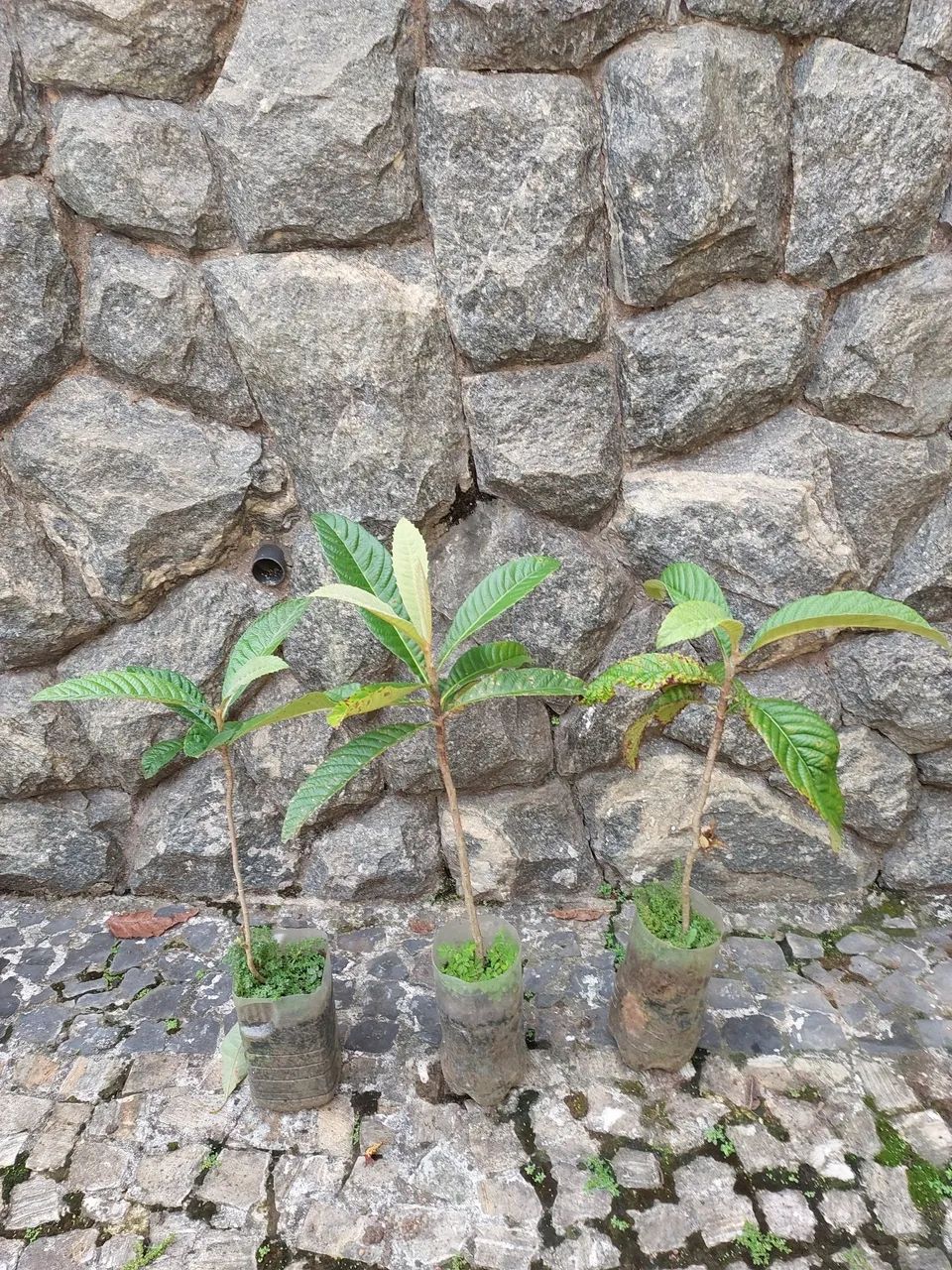 Mudas de Ameixa amarela