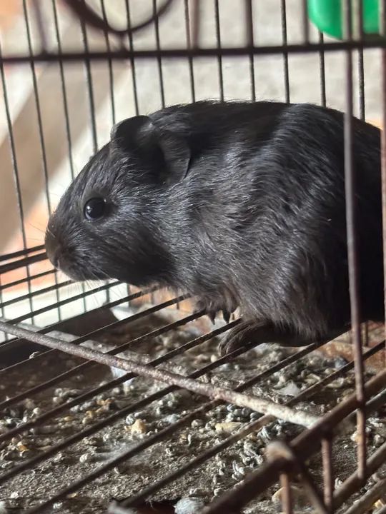 Porquinhos Da Índia Macho - Foto 3