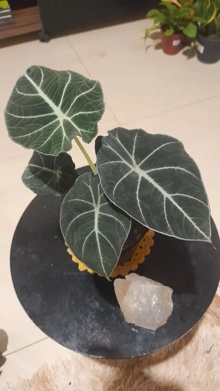 Planta Alocasia Black Velvet para colecionadores residências lojas escritórios 