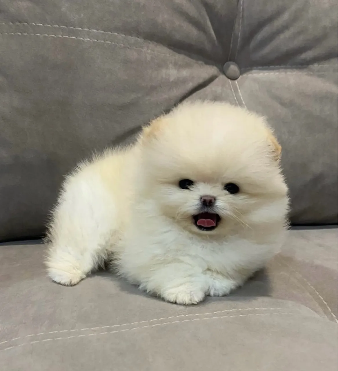 Filhote de Spitz Alemão Anão