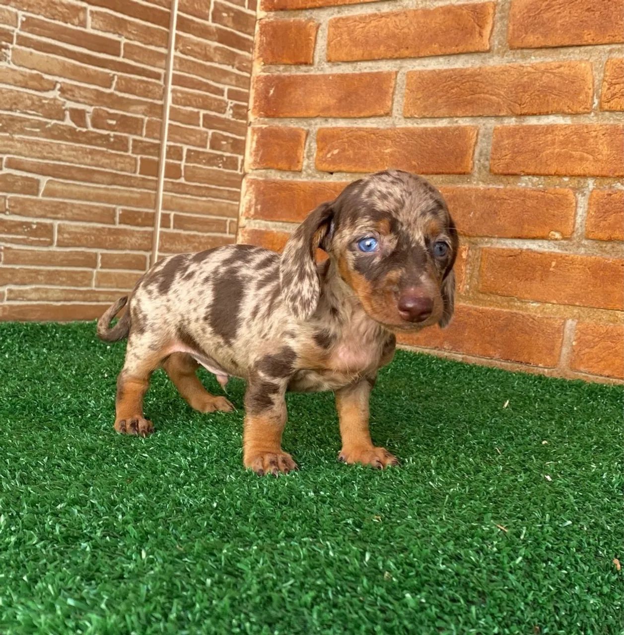 Teckel Kaninche lindo Alerquim chocolate macho - - Foto 3