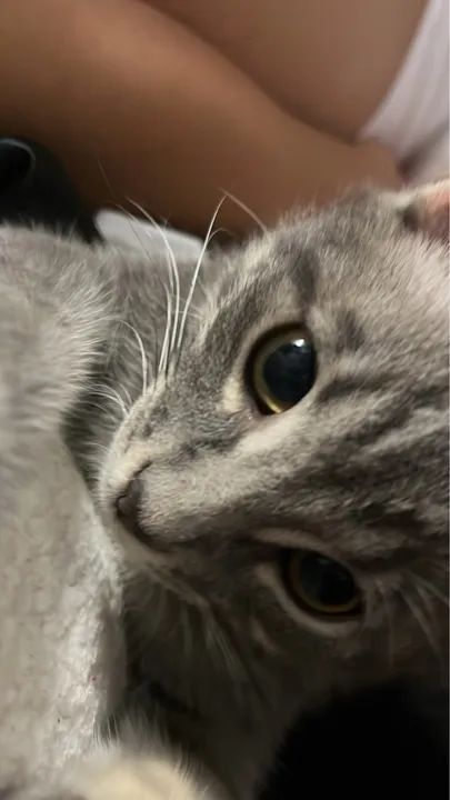 Gatinho cinza para adoção