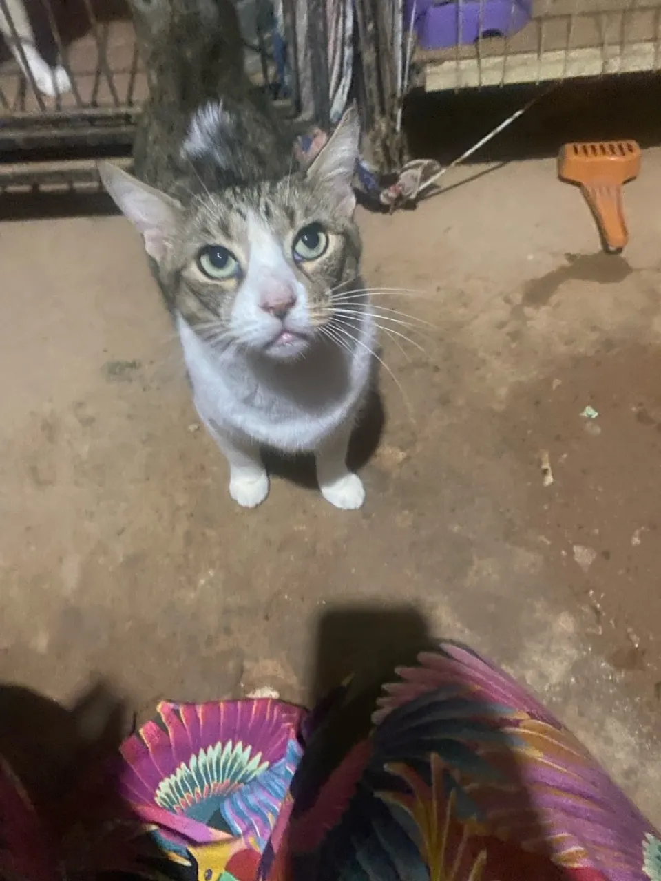 Um gato príncipe