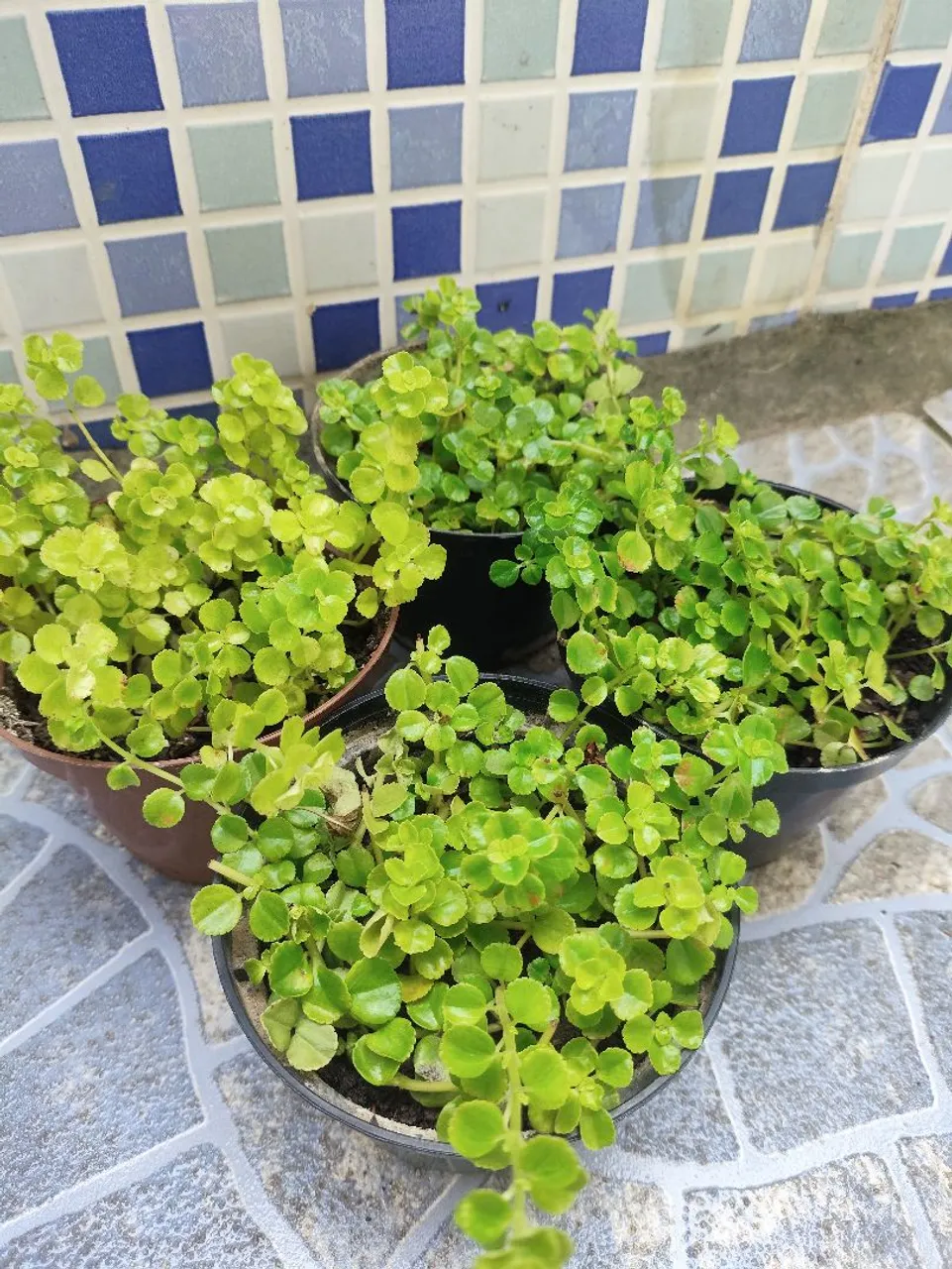Planta pilea depressa 