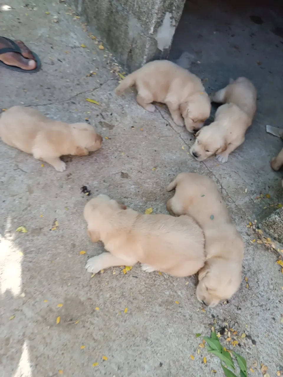 Filhotes de Golden Retriever - Lindos e saudáveis!