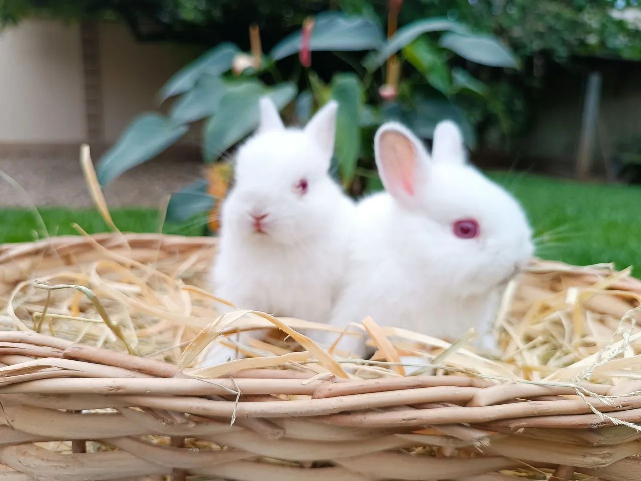 Coelhas filhotes anão Netherland  - Foto 4