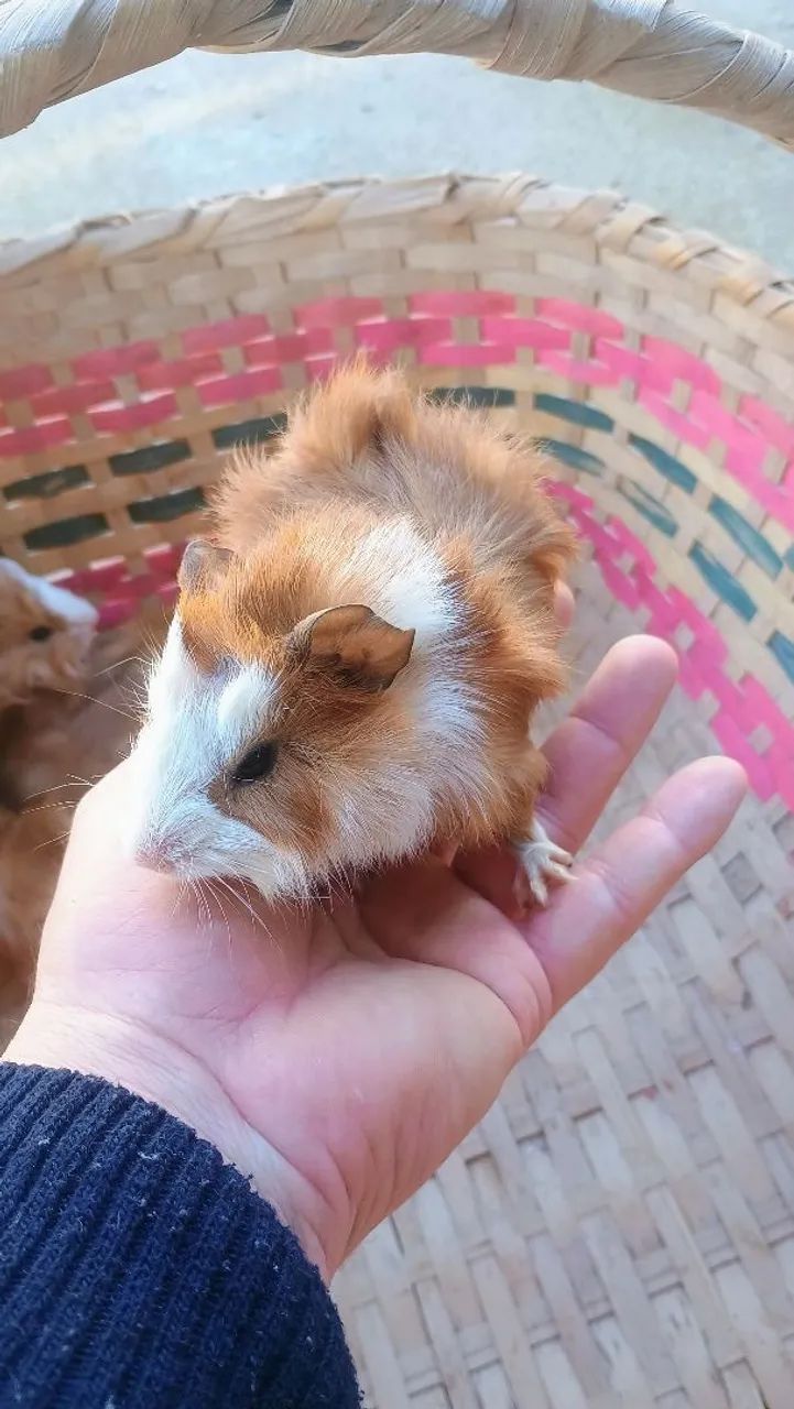 Filhotimhos de Porquinho da Índia - Foto 5