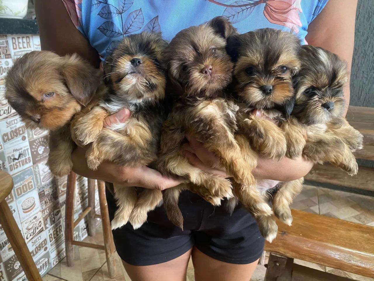 Oportunidade única! Filhotes de Shih Tzu a venda! - Cachorros - Gama ...