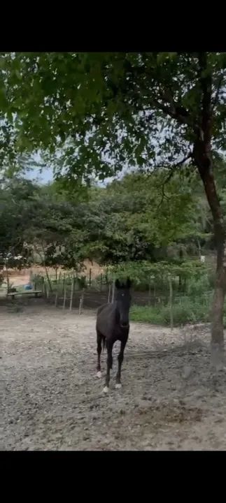 Potra preta linda - Foto 3